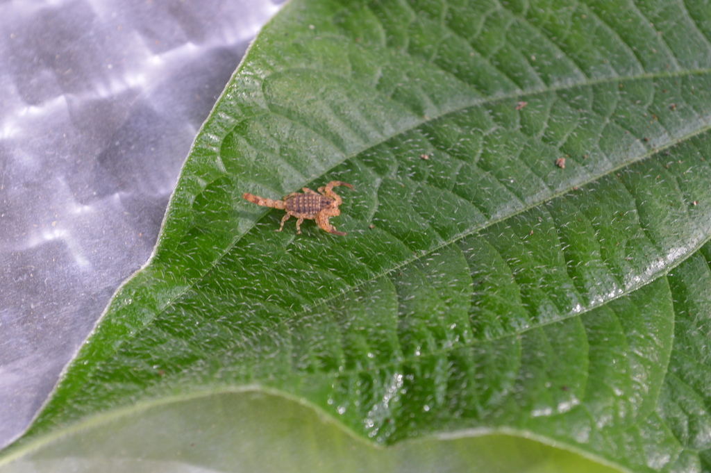 Microtityus rickyi from Tunapuna/Piarco Regional Corporation, Trinidad