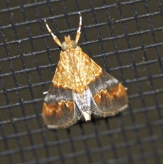 Tetracona amathealis