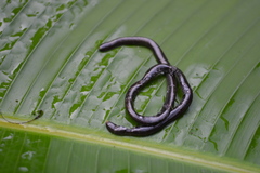 Epictia tenella