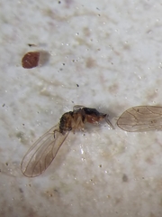 Blastopsylla occidentalis