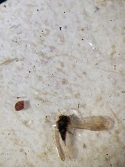 Blastopsylla occidentalis