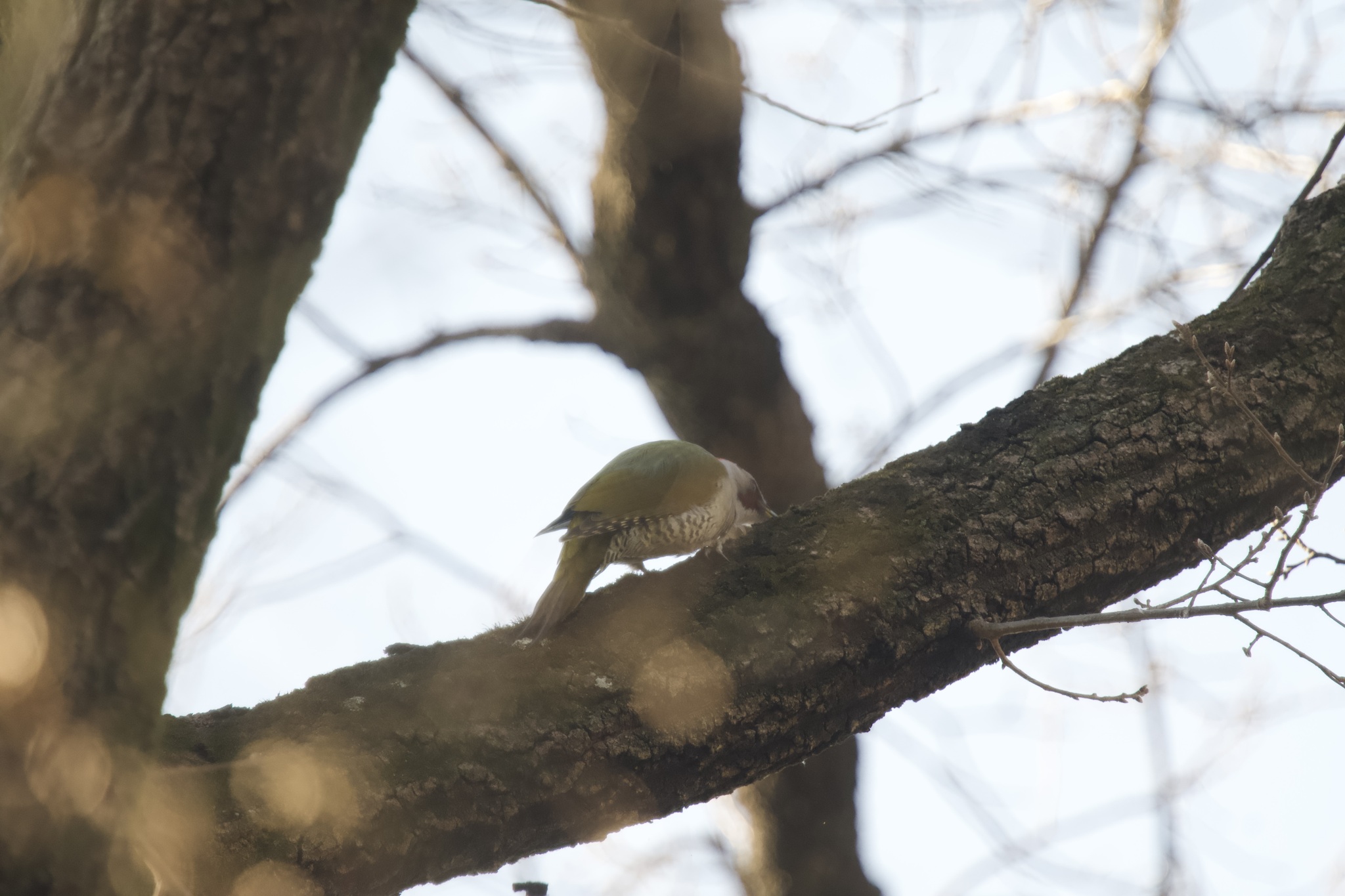 Japanese Green Woodpecker (Picus awokera), photo 10