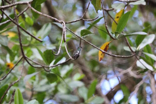 Mangrove Hummingbird (Chrysuronia boucardi), photo 9
