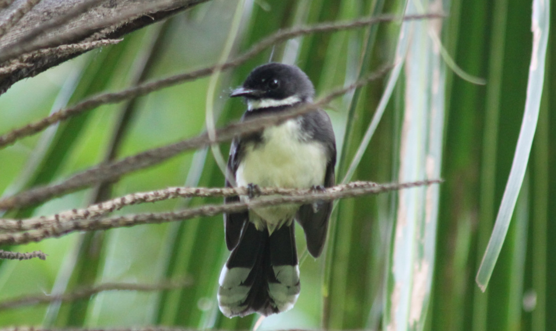 Sunda Pied Fantail (Rhipidura javanica), photo 6