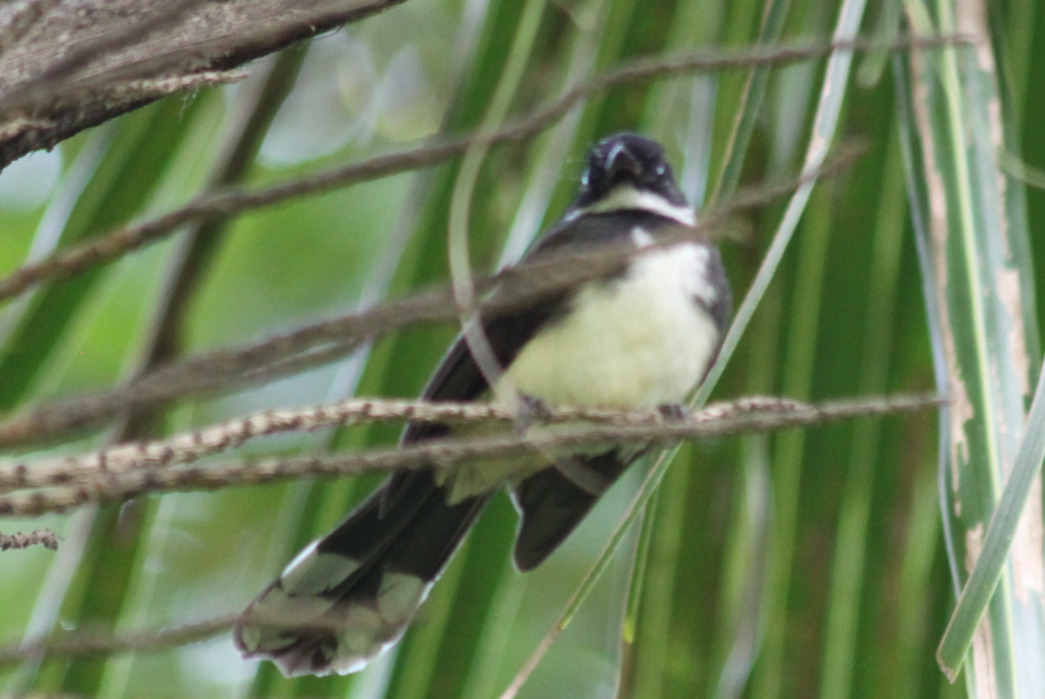 Sunda Pied Fantail (Rhipidura javanica), photo 8