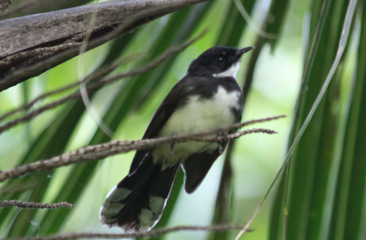 Sunda Pied Fantail (Rhipidura javanica), photo 7