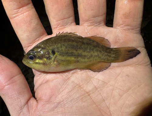 Mud sunfish (Acantharchus pomotis) — Centrarchidae — 2