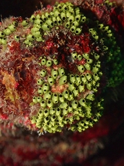 Encrusting Social Tunicate photo 1