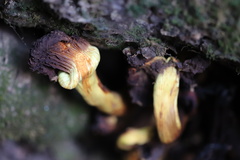 Pulveroboletus