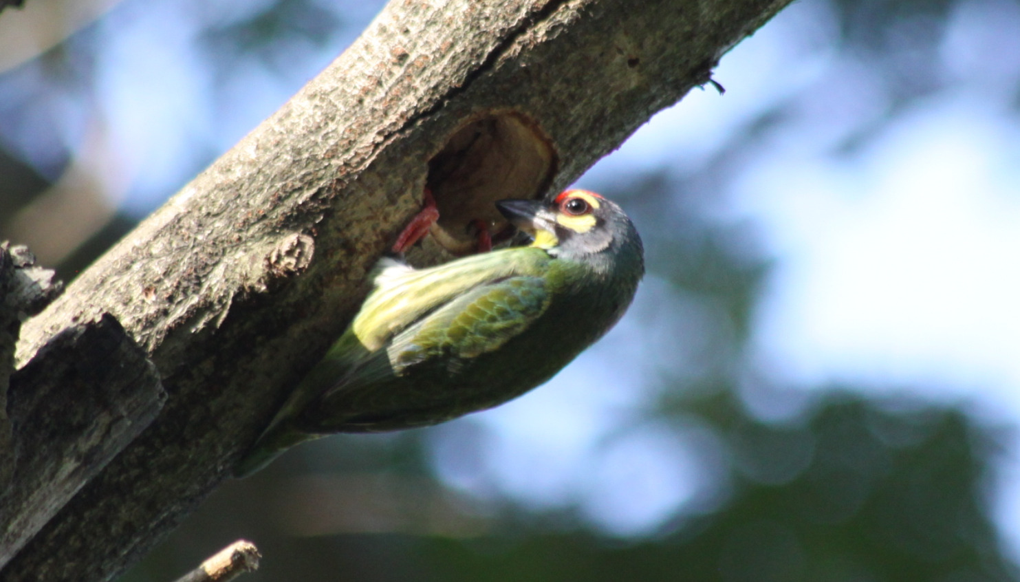Coppersmith Barbet (Psilopogon haemacephalus), photo 3