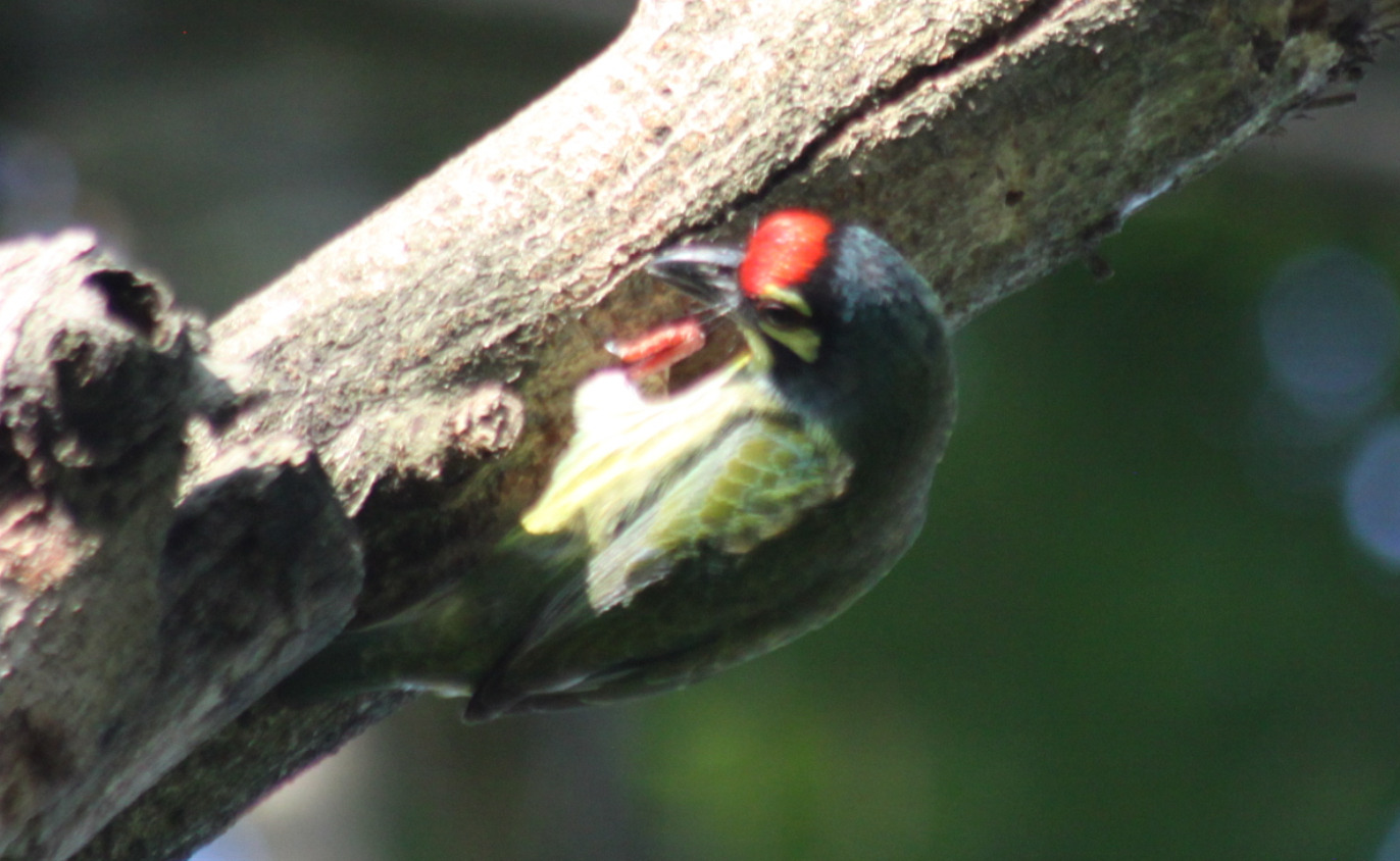 Coppersmith Barbet (Psilopogon haemacephalus), photo 4