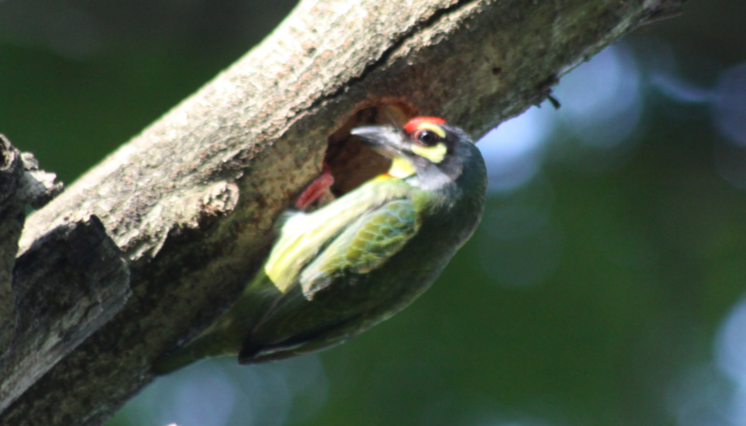 Coppersmith Barbet (Psilopogon haemacephalus), photo 7