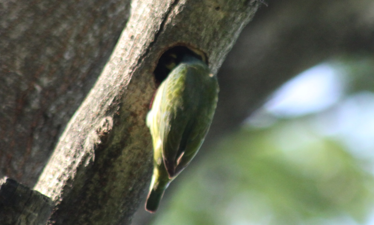 Coppersmith Barbet (Psilopogon haemacephalus), photo 5