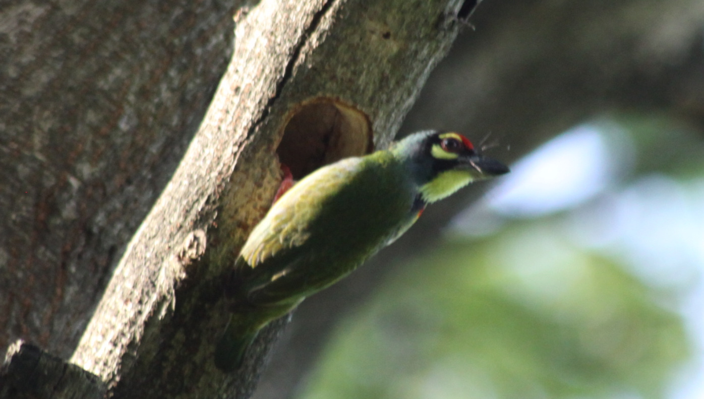 Coppersmith Barbet (Psilopogon haemacephalus), photo 6