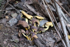 Pulveroboletus