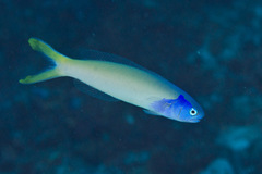 Hoplolatilus starcki