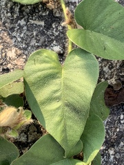 Argyreia capitiformis