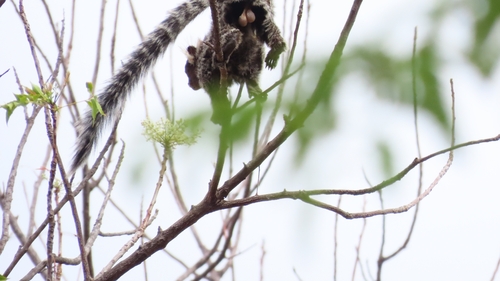 Common Marmoset
