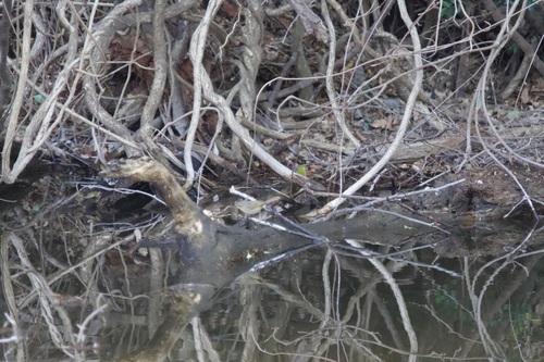 Japanese Bush Warbler (Horornis diphone), photo 5