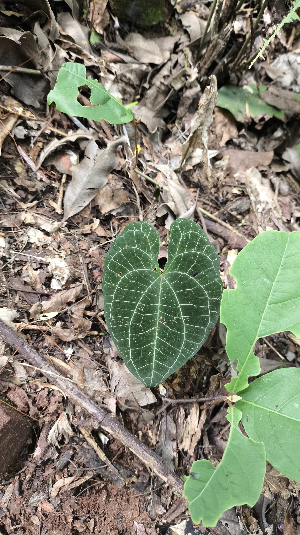 Dioscorea dodecaneura