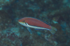 Cirrhilabrus punctatus