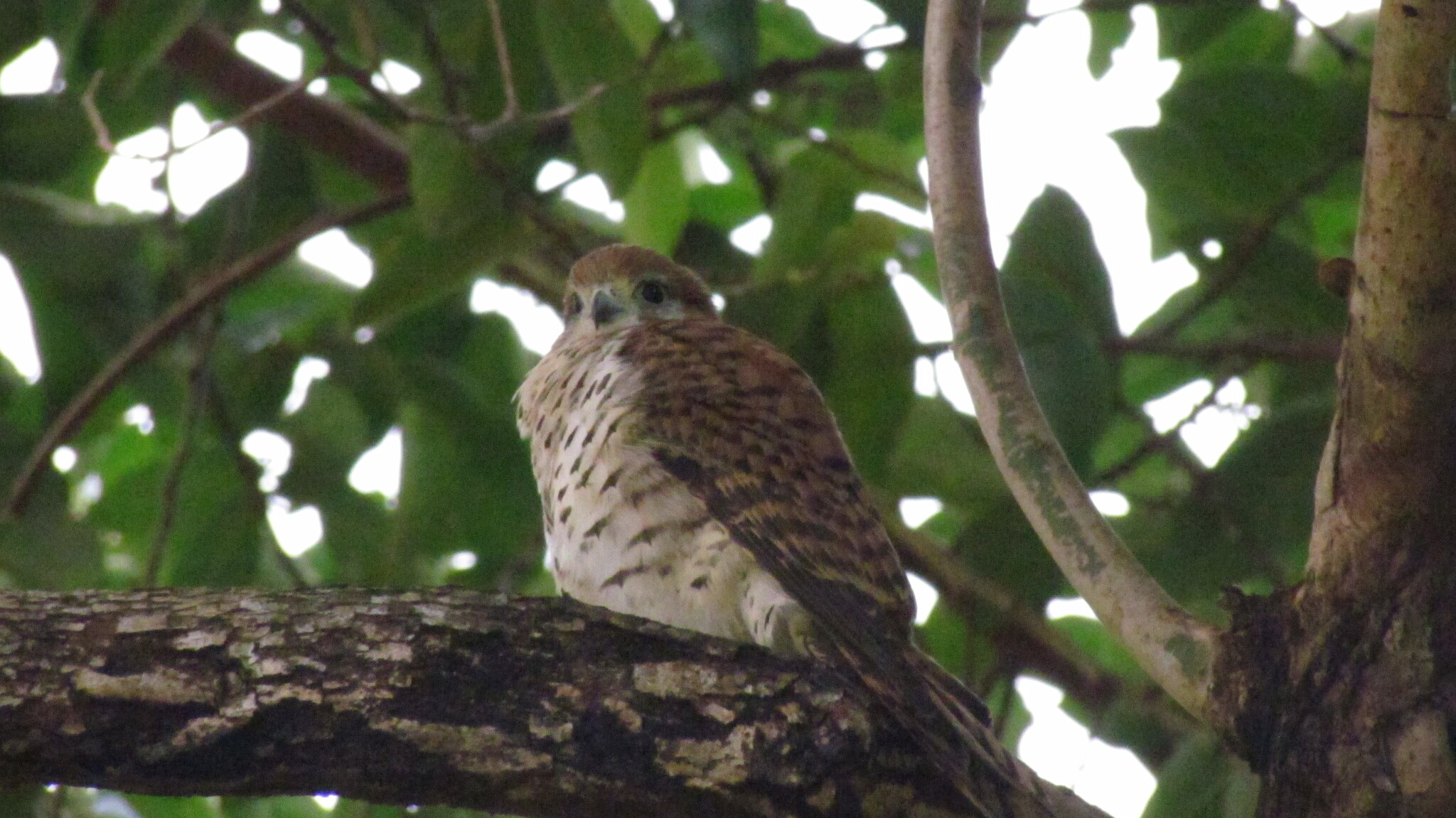 Mauritius Kestrel (Falco punctatus), photo 3