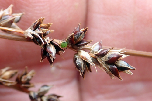 Carex tenuiculmis, photograph 4