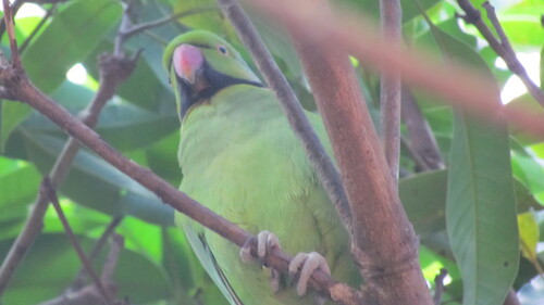 Echo Parakeet (Psittacula eques), photo 6