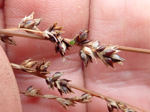 Carex tenuiculmis, photograph 3