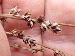 Carex tenuiculmis, photograph author not stated, no rights reserved