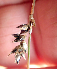 Carex tenuiculmis, photograph author not stated, no rights reserved