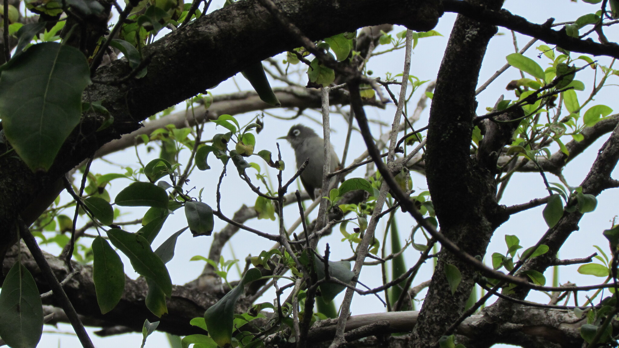 Mauritius Olive White-eye (Zosterops chloronothos), photo 7