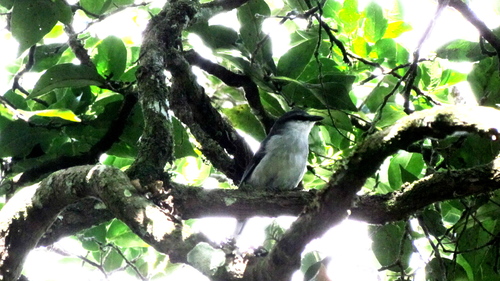 Mauritius Cuckooshrike (Lalage typica), photo 6