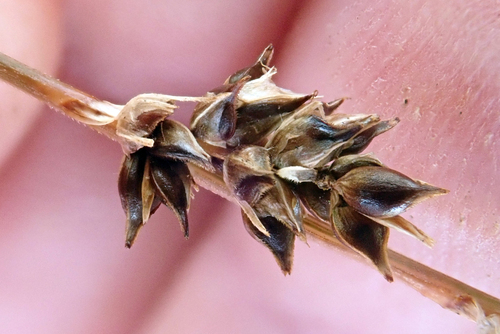 Carex tenuiculmis, photograph 6