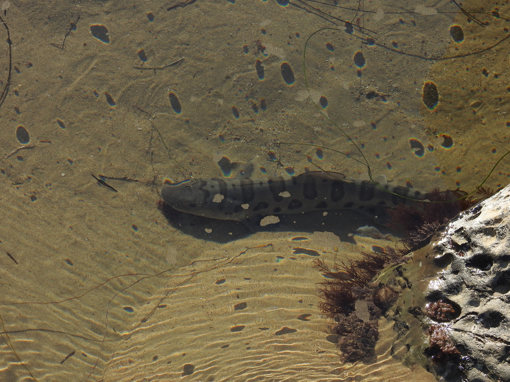 Luipaardhaai (Triakis semifasciata) — Triakidae