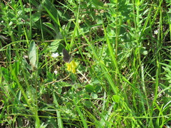 Anthyllis vulneraria alpestris