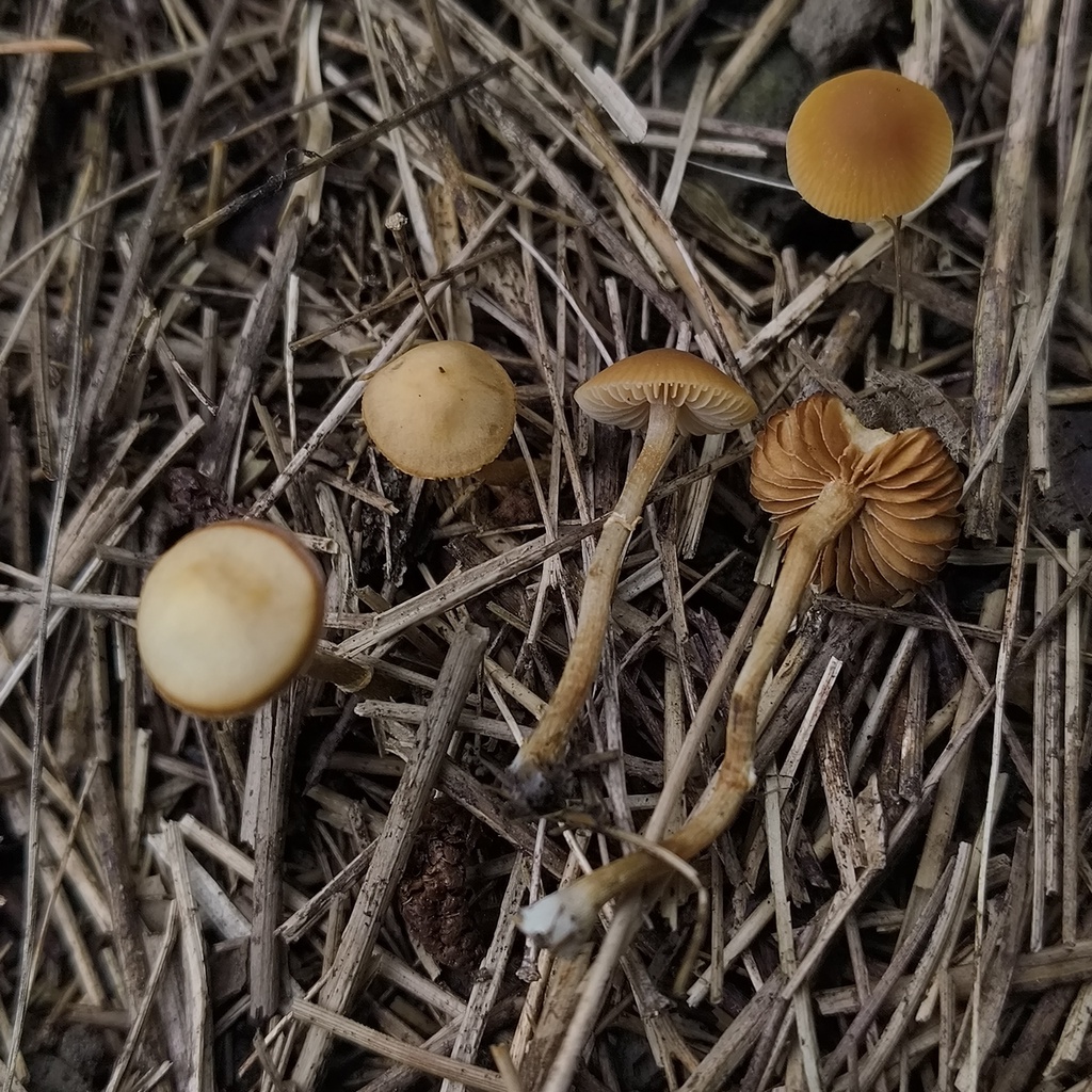 Pholiotina gracilenta · January 2026 · photo: © zedt (iNaturalist, cc-by)
