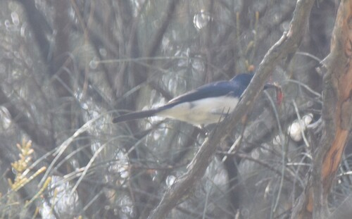 Satin Flycatcher (Myiagra cyanoleuca), photo 3