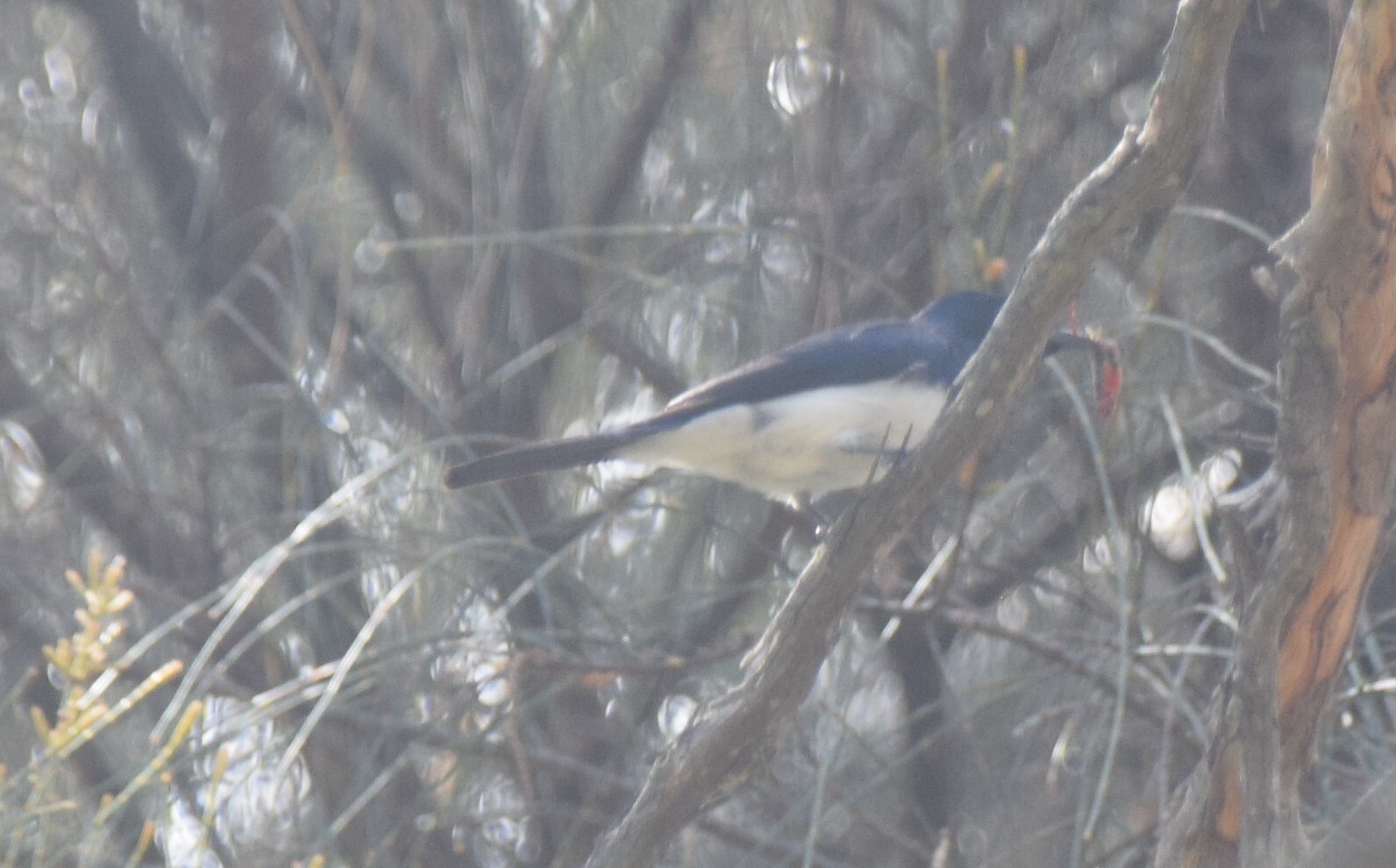 Satin Flycatcher (Myiagra cyanoleuca), photo 3