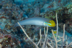 Valenciennea strigata