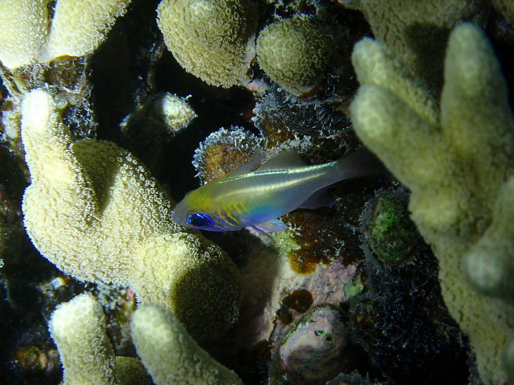 Threadfin cardinalfish (Zoramia leptacantha) — Apogonidae