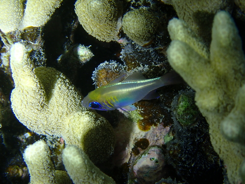 Threadfin cardinalfish (Zoramia leptacantha) — Apogonidae