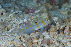 Amblyeleotris randalli