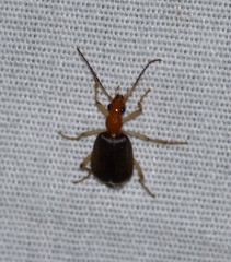 Brachinus adustipennis