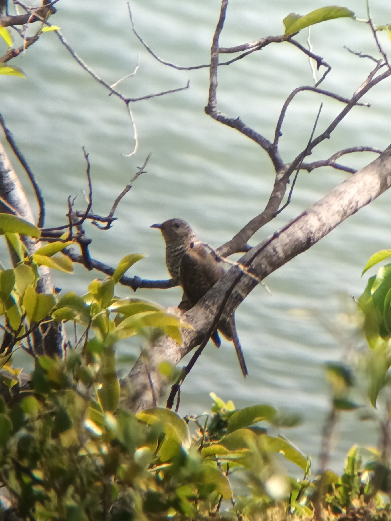 Sahul Brush Cuckoo (Cacomantis variolosus), photo 2