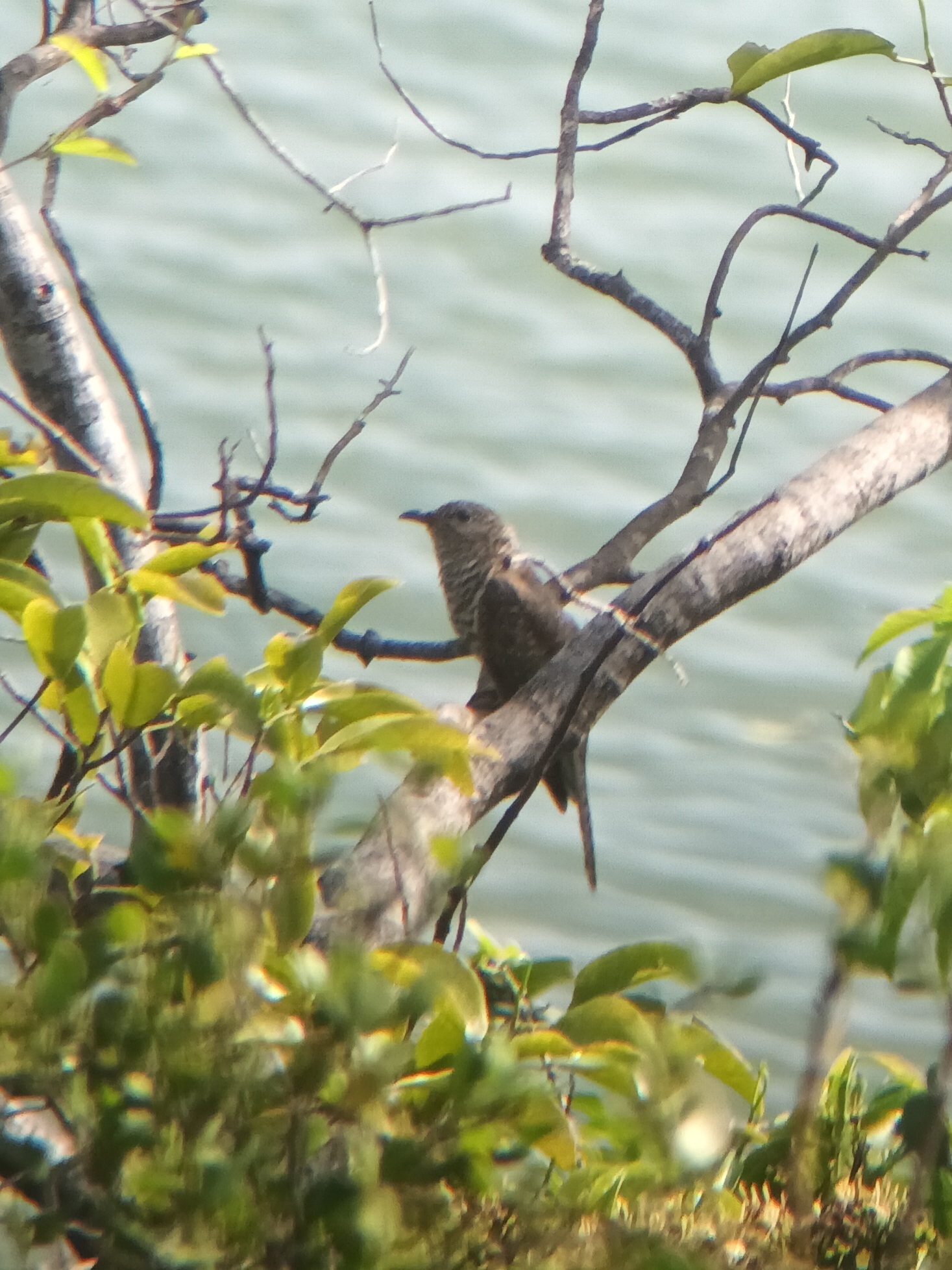 Sahul Brush Cuckoo (Cacomantis variolosus), photo 9