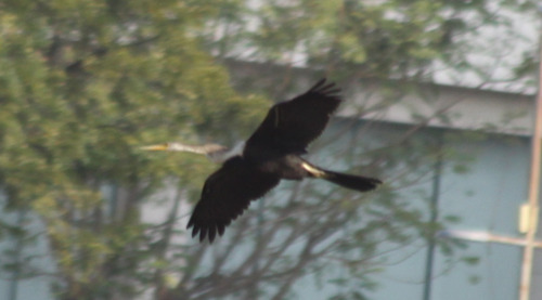 Oriental Darter (Anhinga melanogaster), photo 10