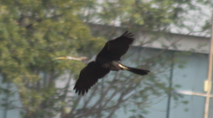 Oriental Darter (Anhinga melanogaster), photo 7