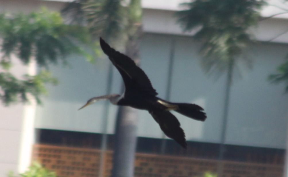 Oriental Darter (Anhinga melanogaster), photo 8