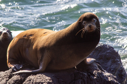 Sea Lion